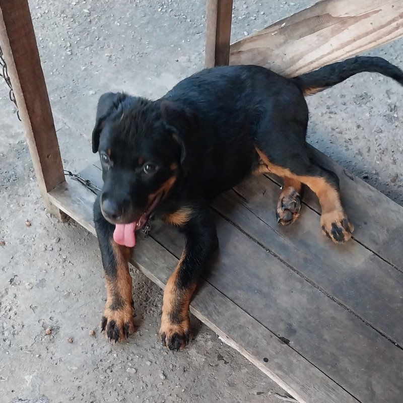 Filhote Rottweiler - Foto 1