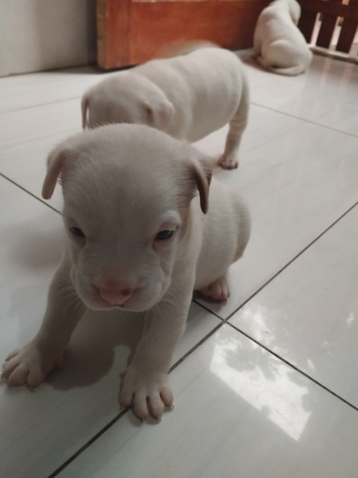Portal Vendocão Filhotes de Pitbull American Terrier Dias Davila