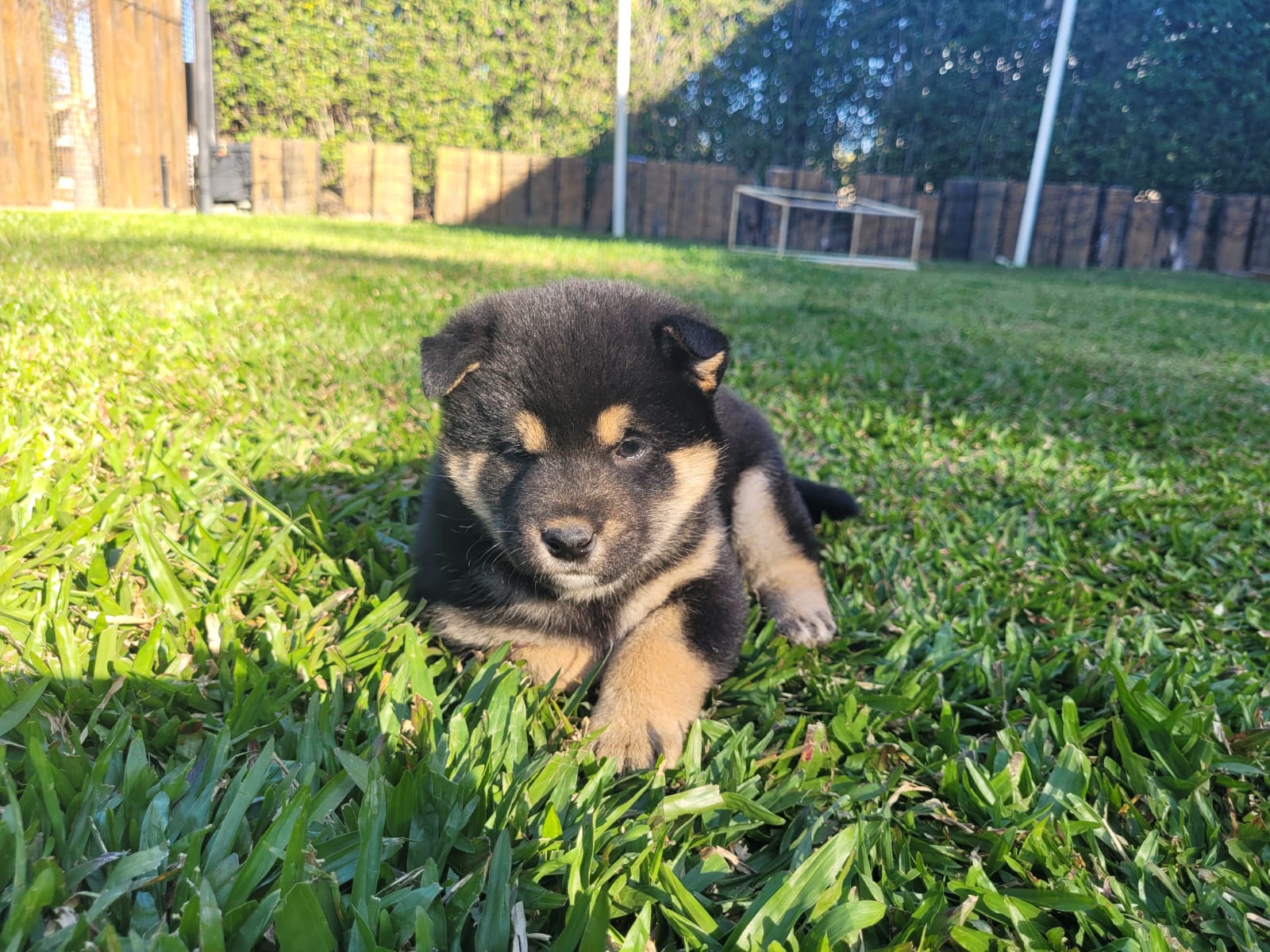 Portal Vendocão Filhotes Shiba Inu Itauna