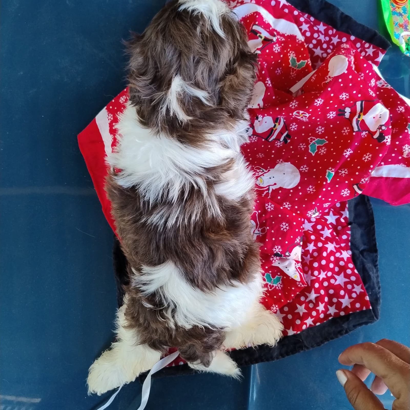 Shih Tzu machos  - Foto 2