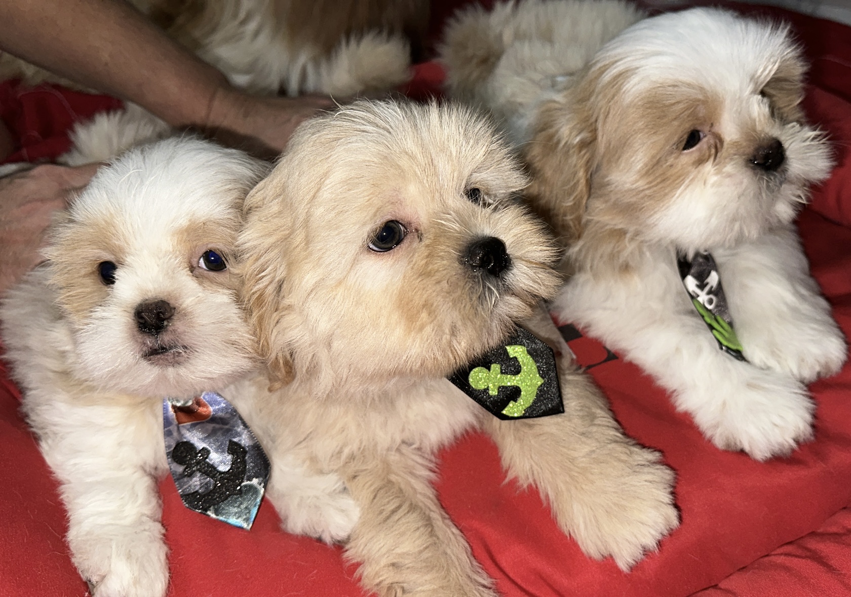 Filhotes de shih tzu - Foto 4