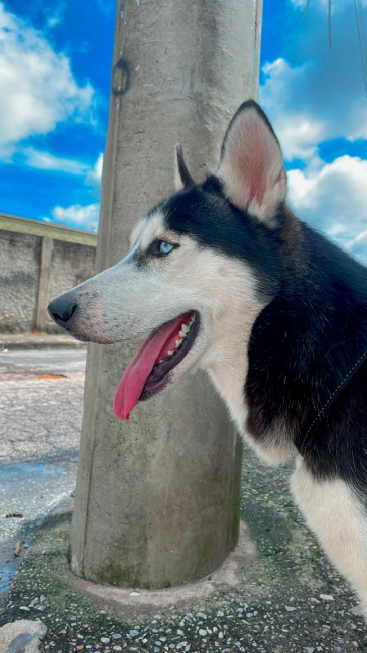 Portal Vendocão Filhote de husky siberiano Betim