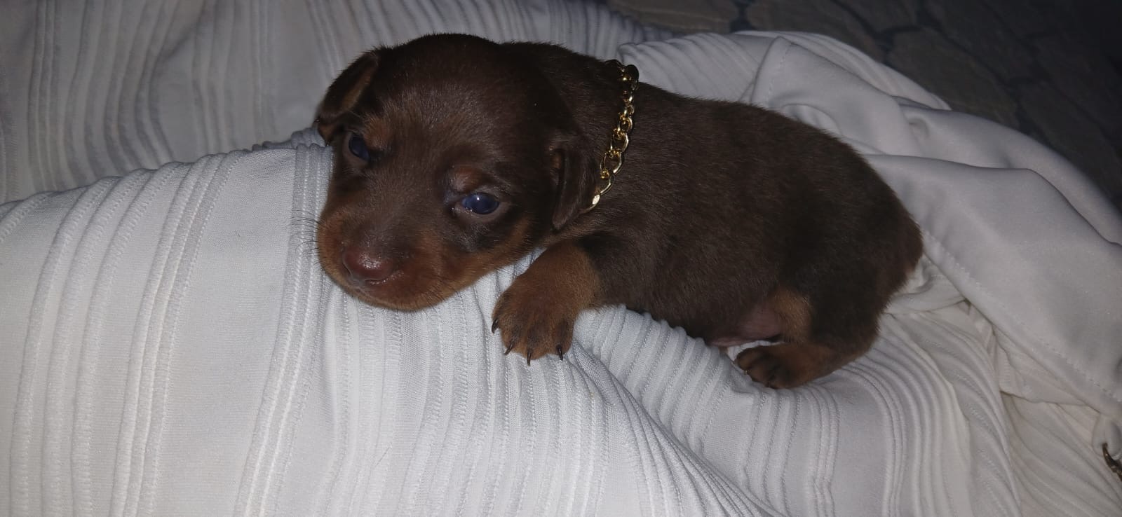 Portal Vendocão Vendo filhote de Pinscher N1 São Luís 