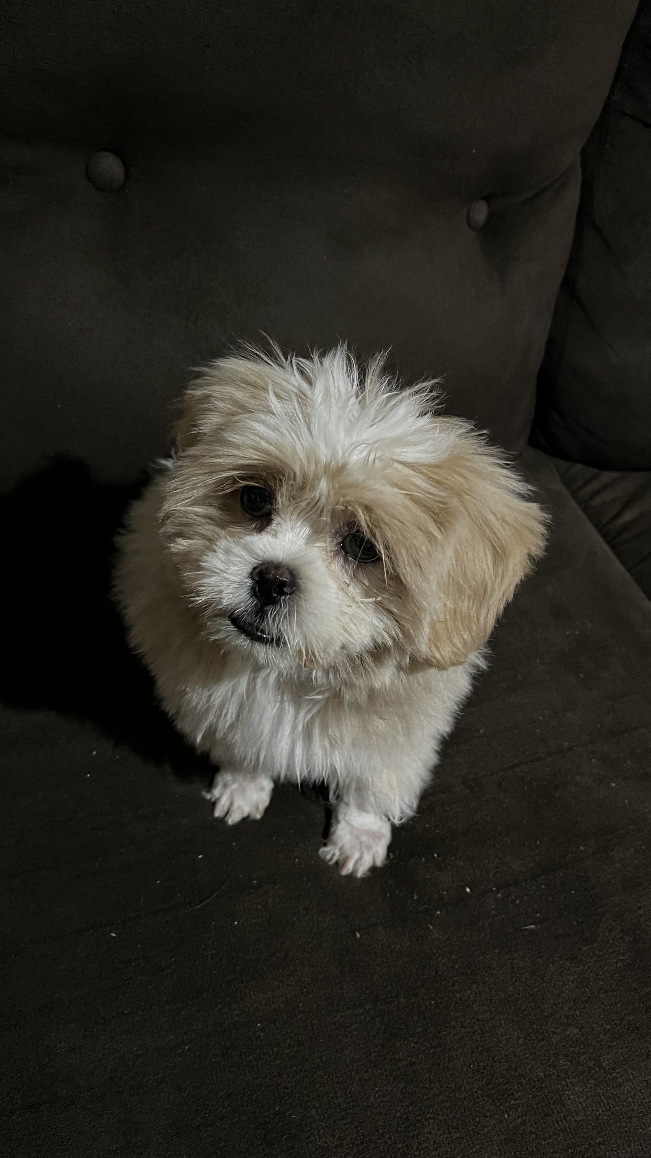 Portal Vendocão Shih Tzu completo  Campo Grande 