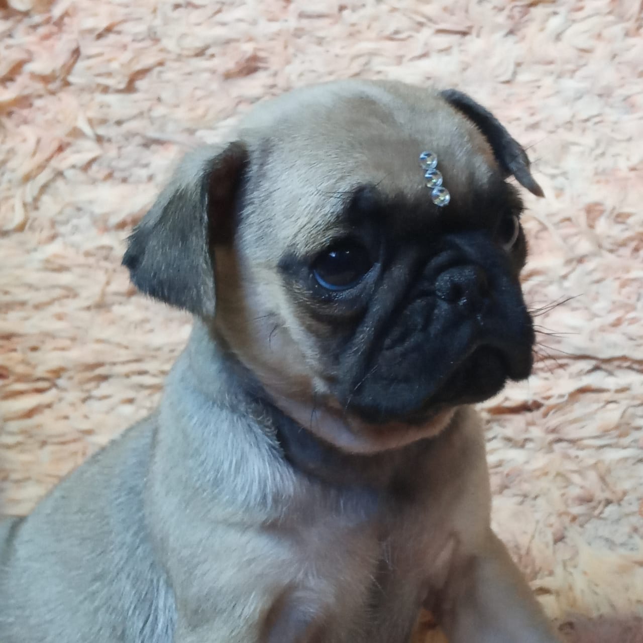 filhotes de Pug sorocaba 