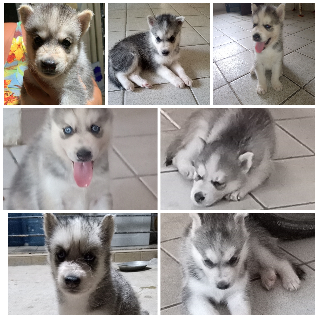 Portal Vendocão Filhotes de Husky Siberiano  Olinda