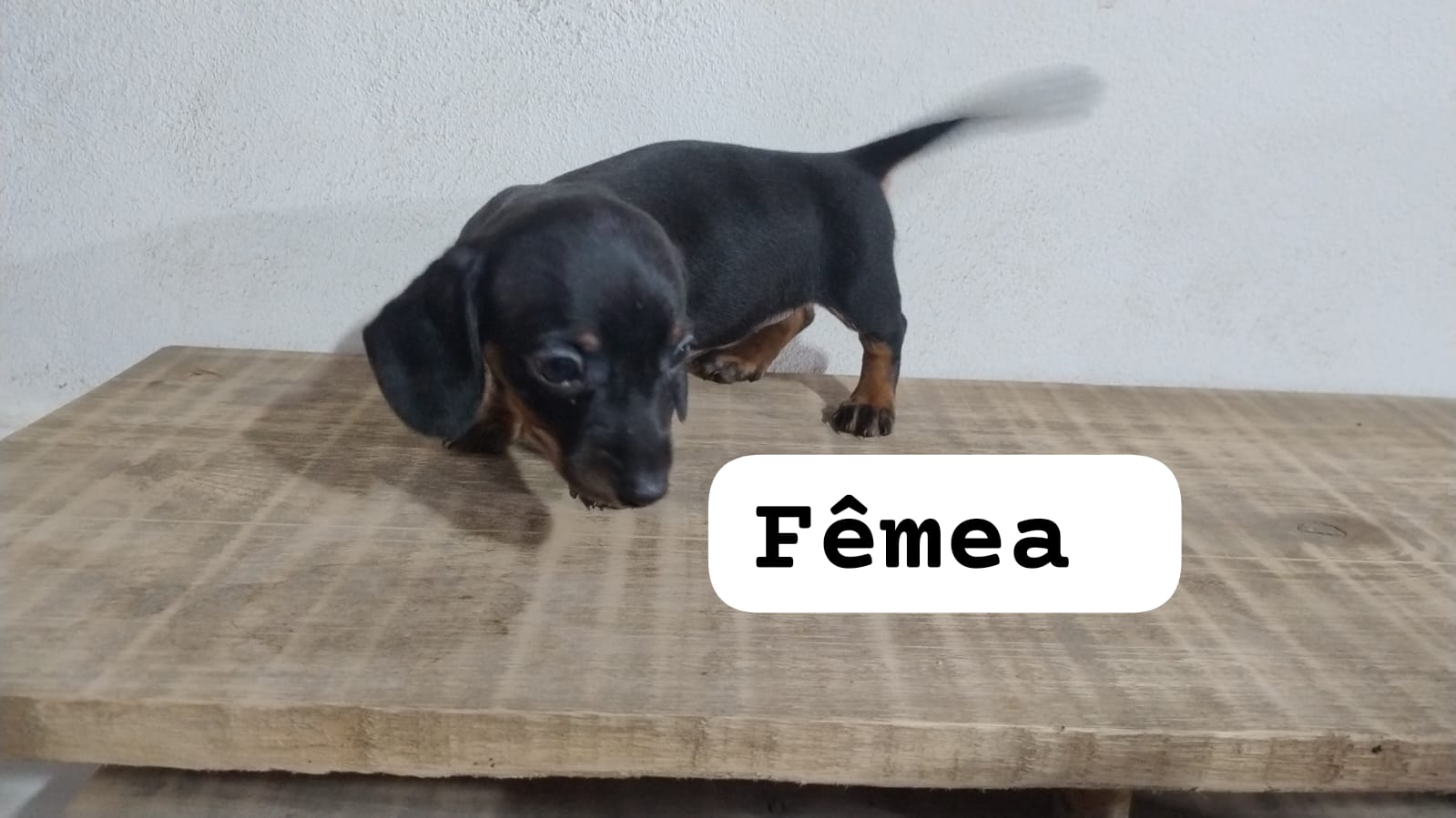 Portal Vendocão Filhotes de dachshund  Cachoeirinha 
