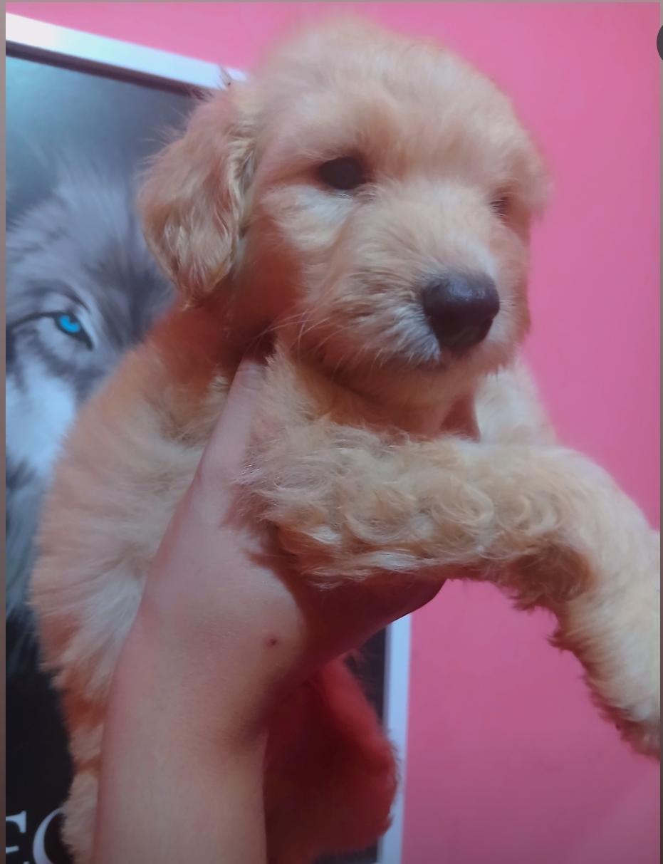 Filhotes Poodle macho - Foto 4