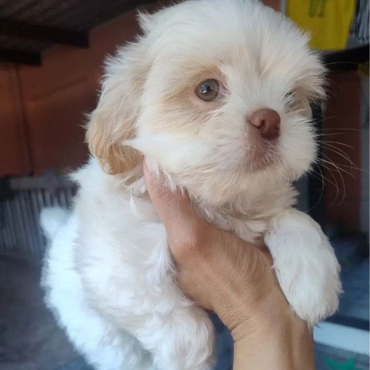 Lindo e legítimos minis shih tzus - Foto 1