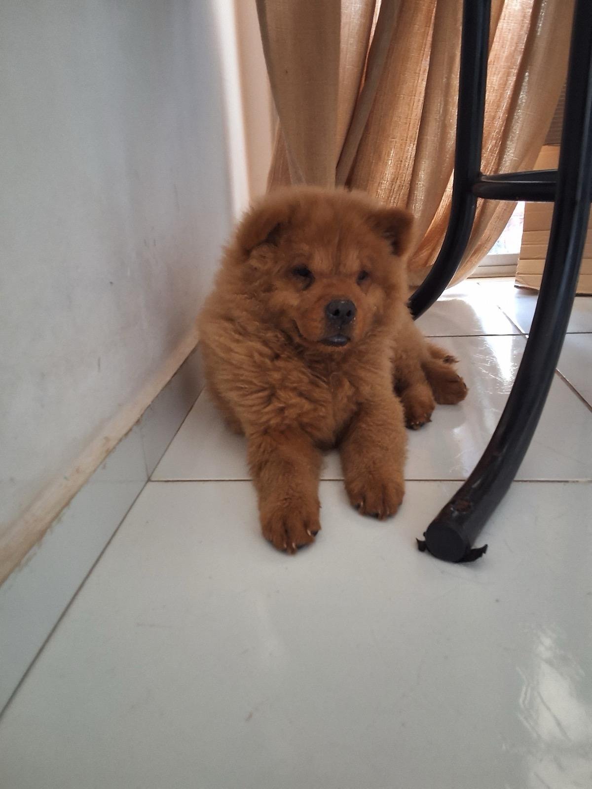 Chow Chow - Fêmea Filhote