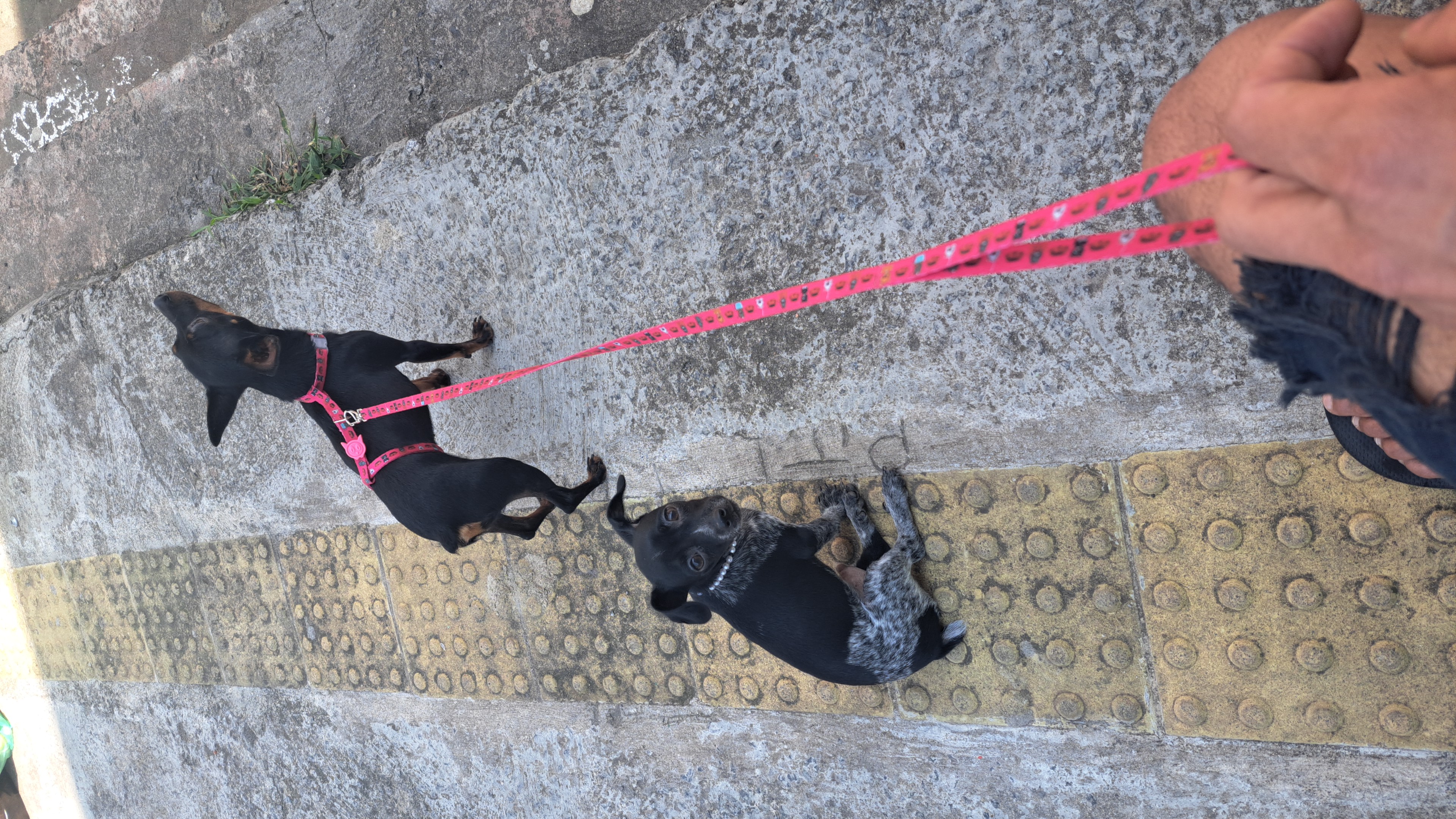 filhotes de Pinscher Jabaquara