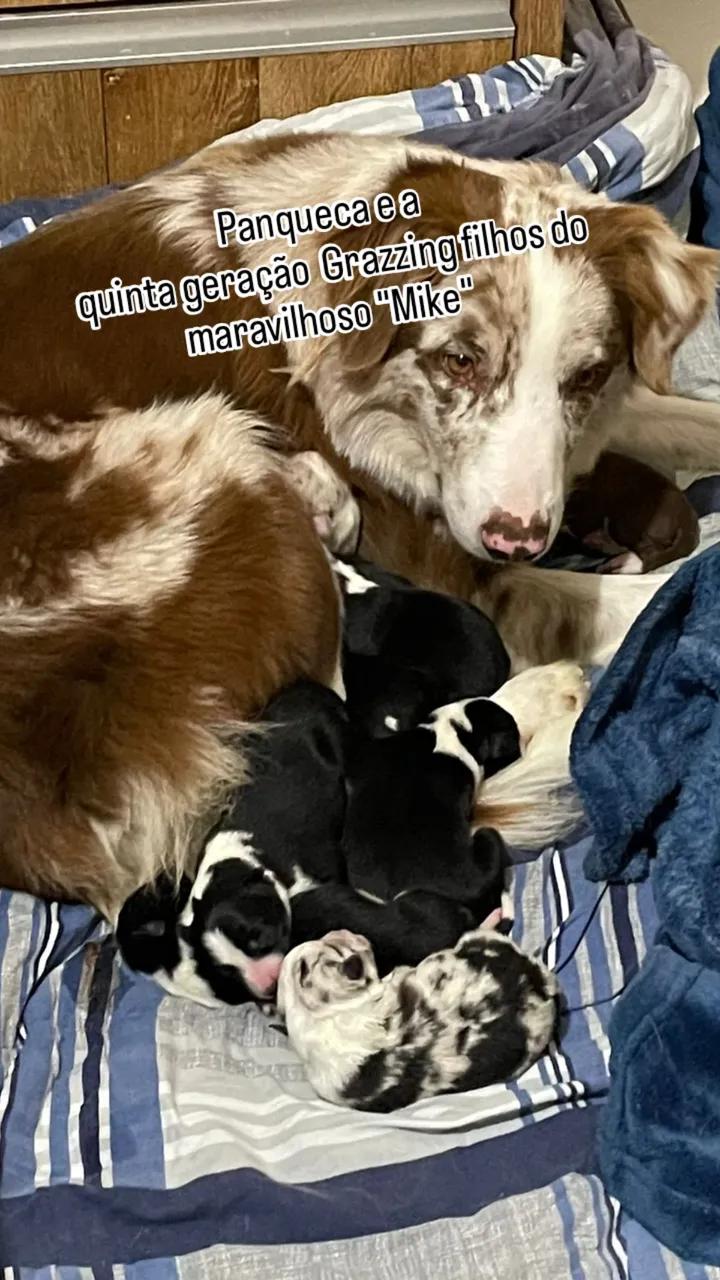 Portal Vendocão Venda de filhotes Border Collie  Umuarama 