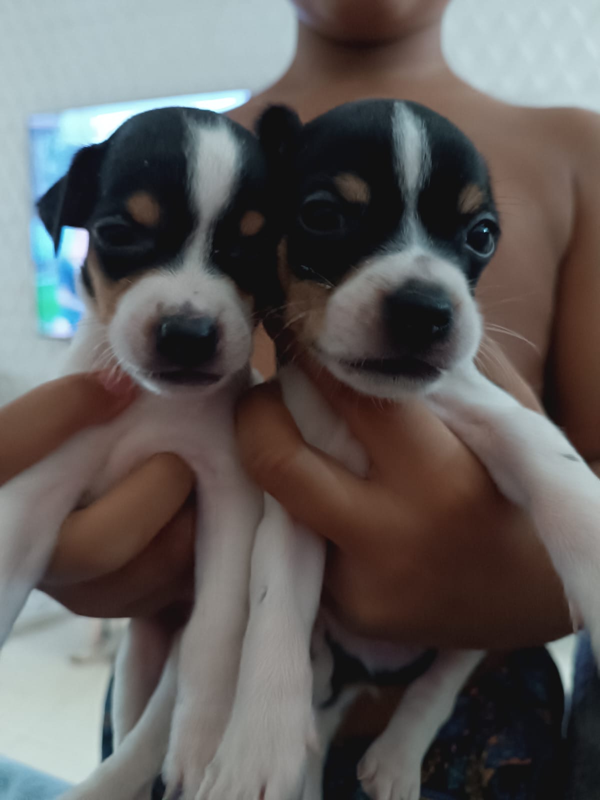 Portal Vendocão Cachorro Fox paulistinha  Recife