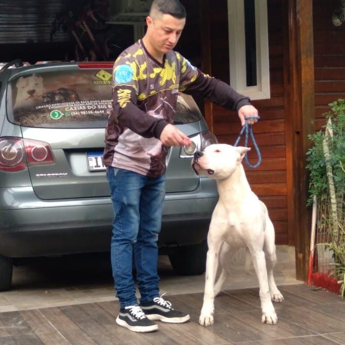 Portal Vendocão  Dogo Argentino  Caxias do Sul