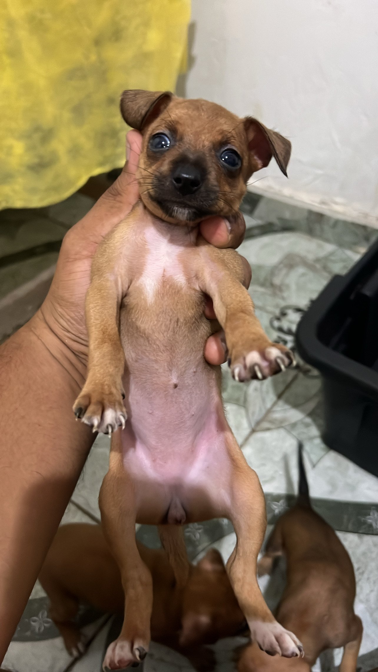 Filhotes de Pinscher!! - Foto 1