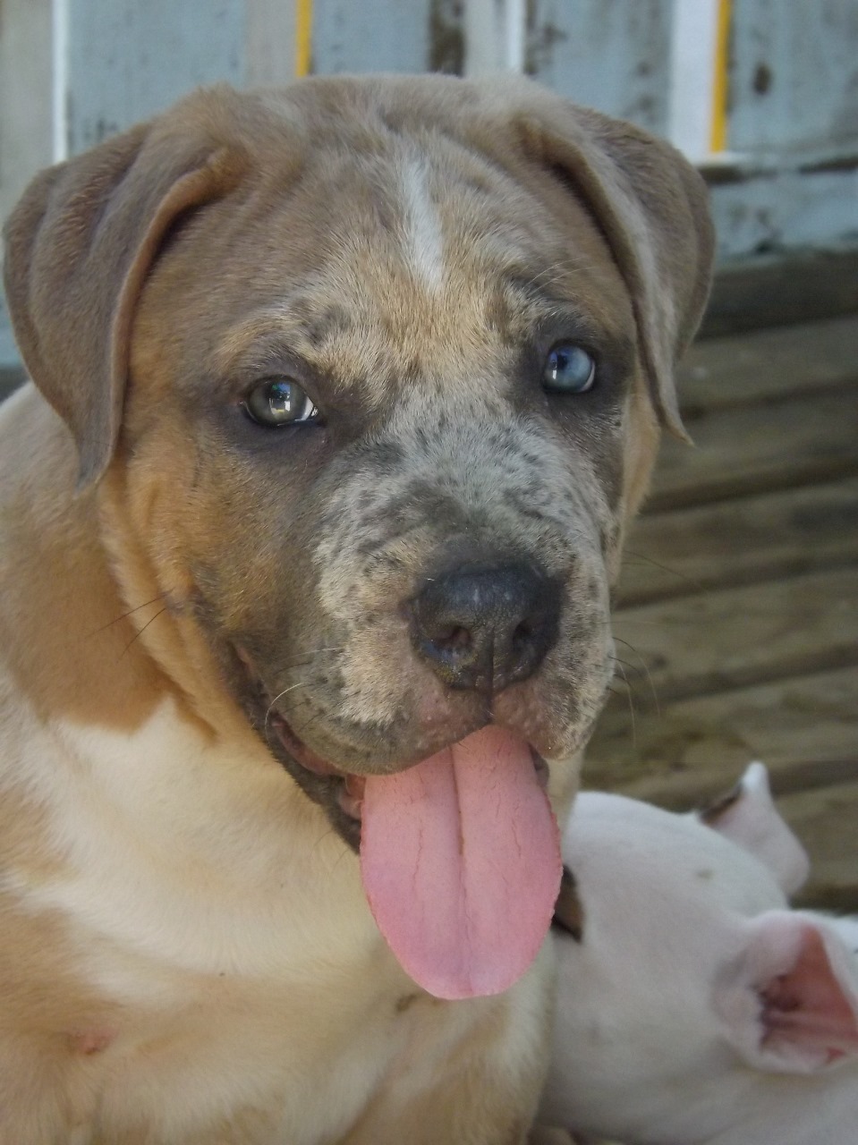 Portal Vendocão American bully XL  Palhoça