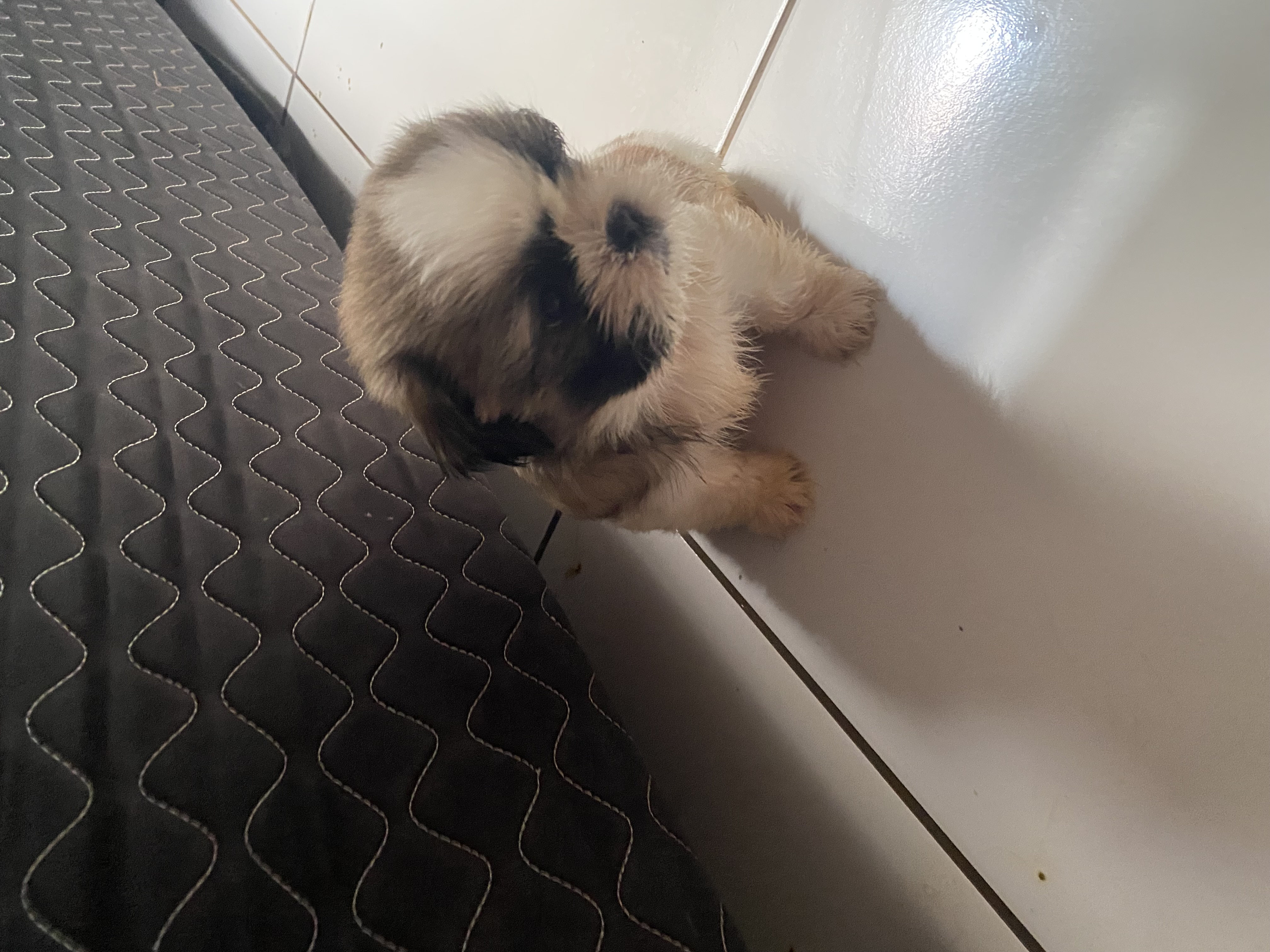 Portal Vendocão Vendo shitzu 3 fêmea e um macho  Cuiabá 