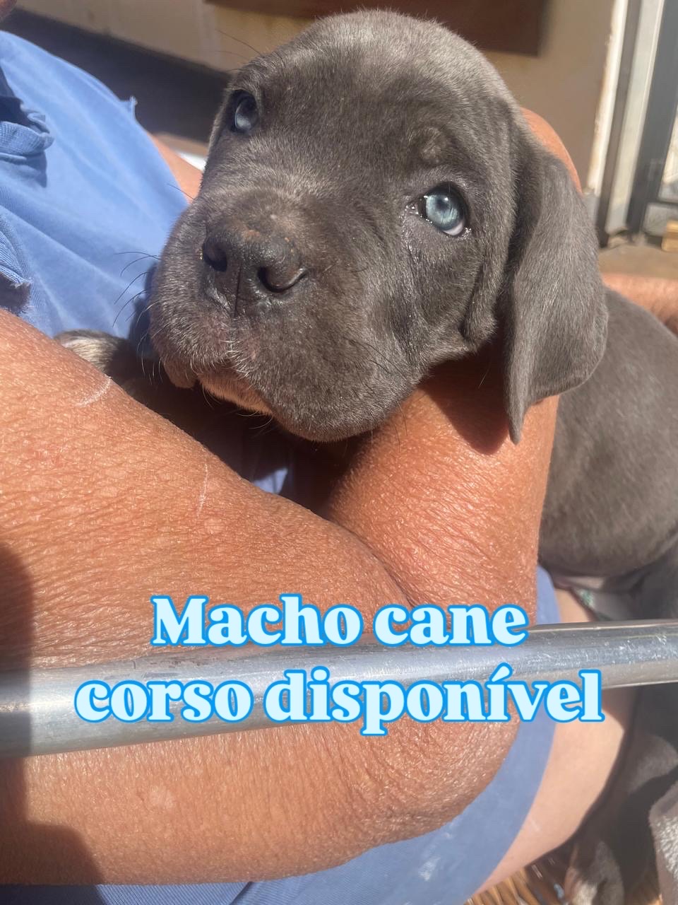 Portal Vendocão Macho e fêmea de Cane Corso São José do Rio Preto 
