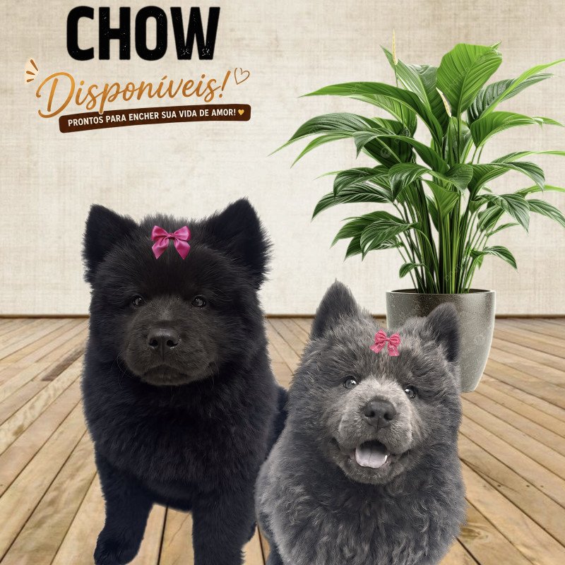 Filhotes de Chow Chow