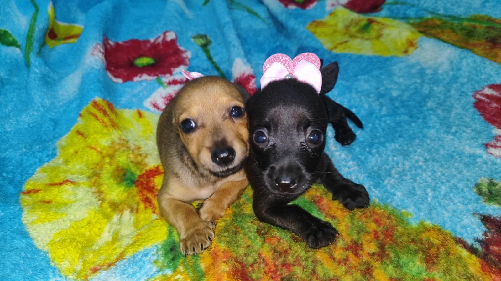 Dachshund - Foto 2