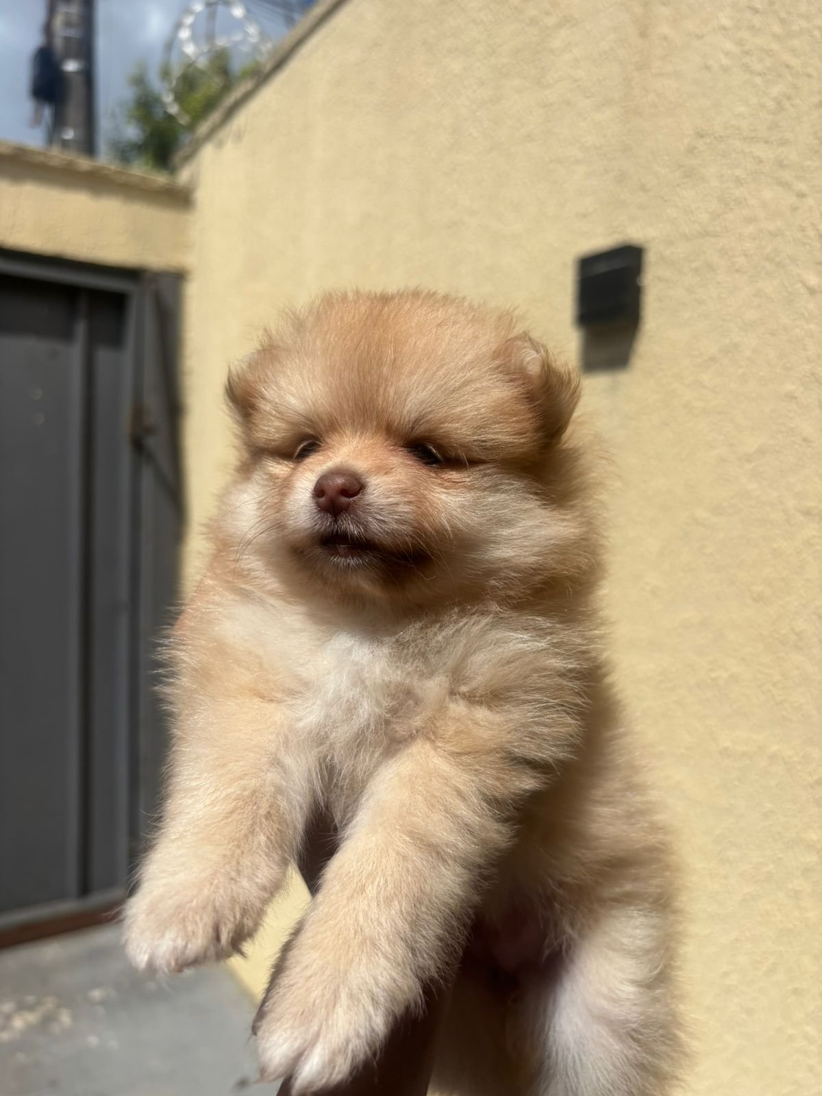 filhote de spitz alemão macho e femea - Foto 4