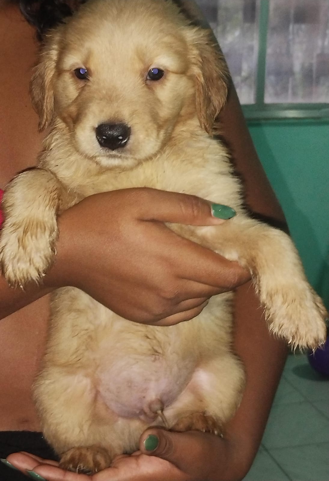 Portal Vendocão Golden Retriever RIO DE JANEIRO