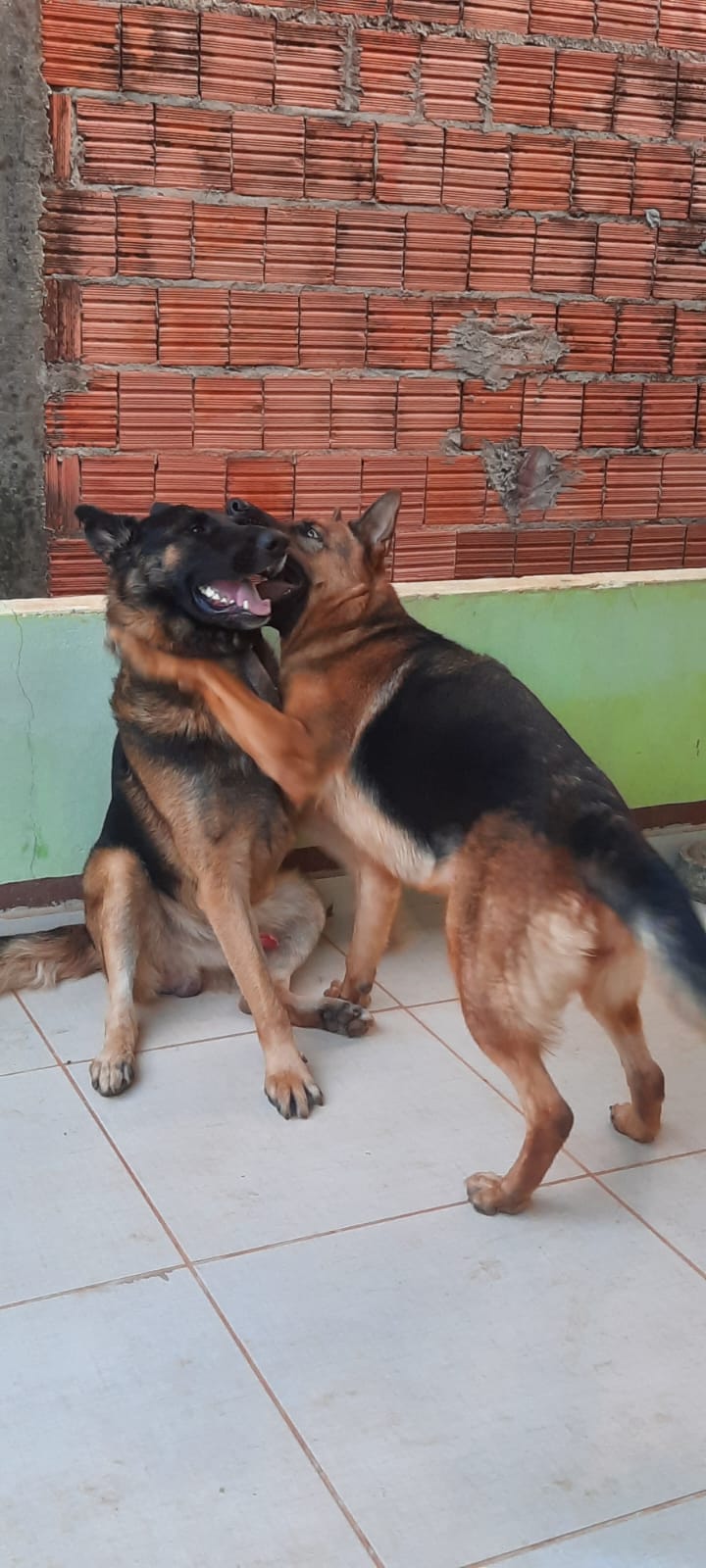 Portal Vendocão Vendo filhotes de pastor alemão capa preta  Sonora