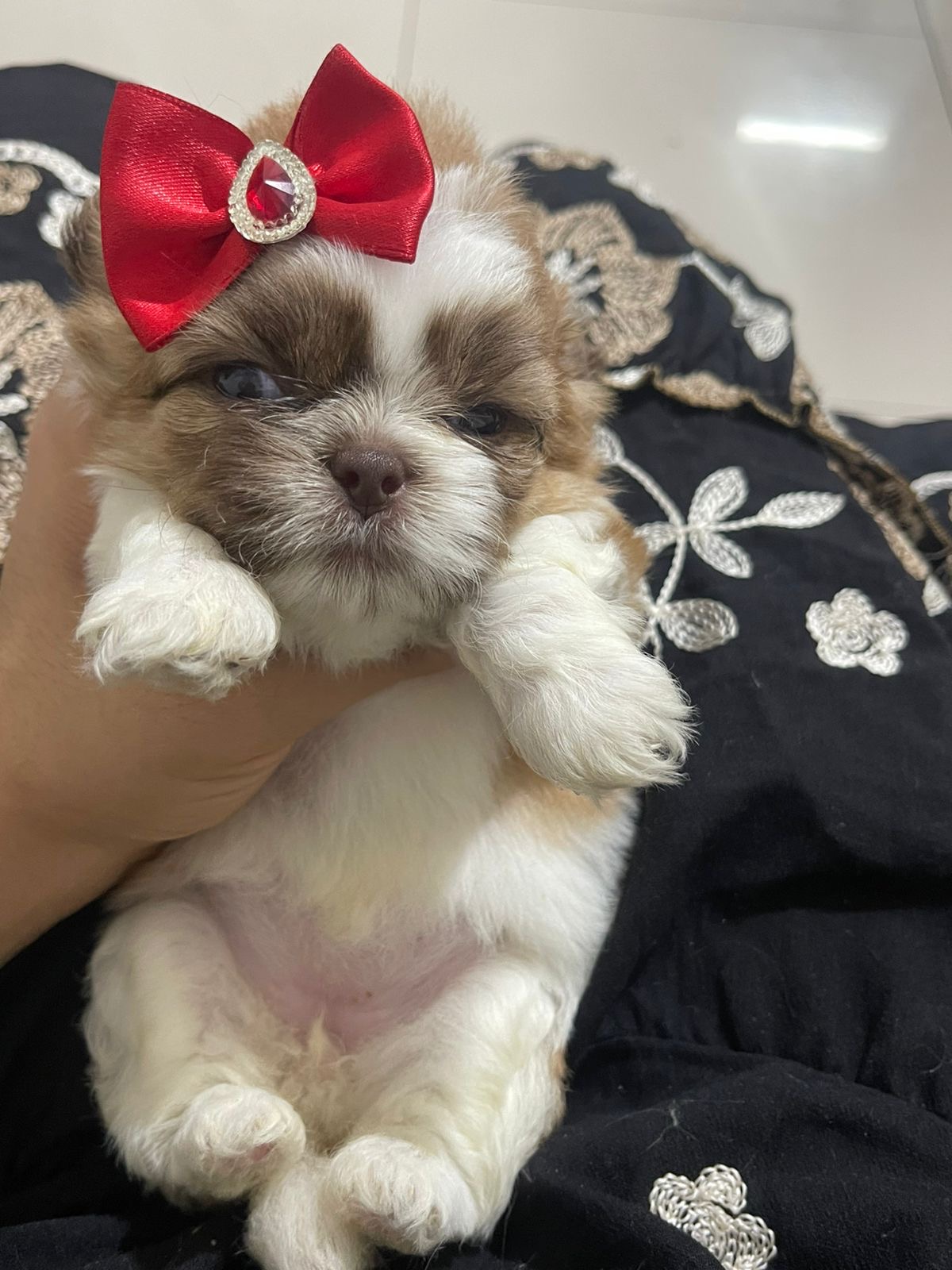 Shih Tzu Fêmea Filhote - Foto 4
