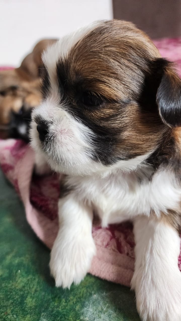Filhotes Shih Tzu Cores lindas e raras - Foto 2