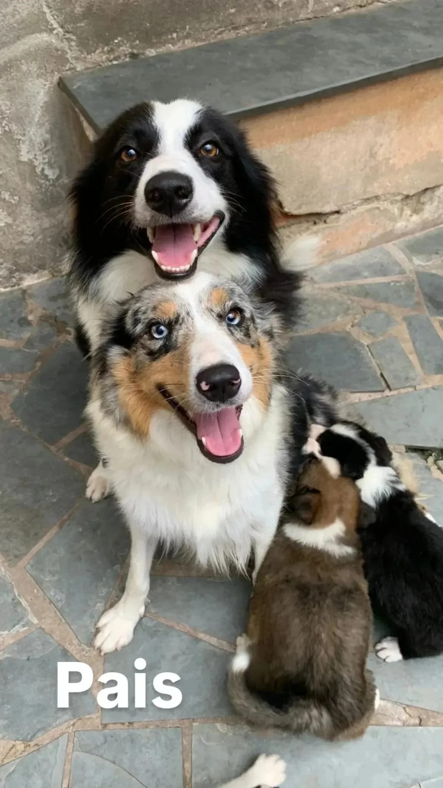 Portal Vendocão Filhotes de Border Collie à Venda - Inteligência e Lealdade em Cada Filhote! Santa Luzia