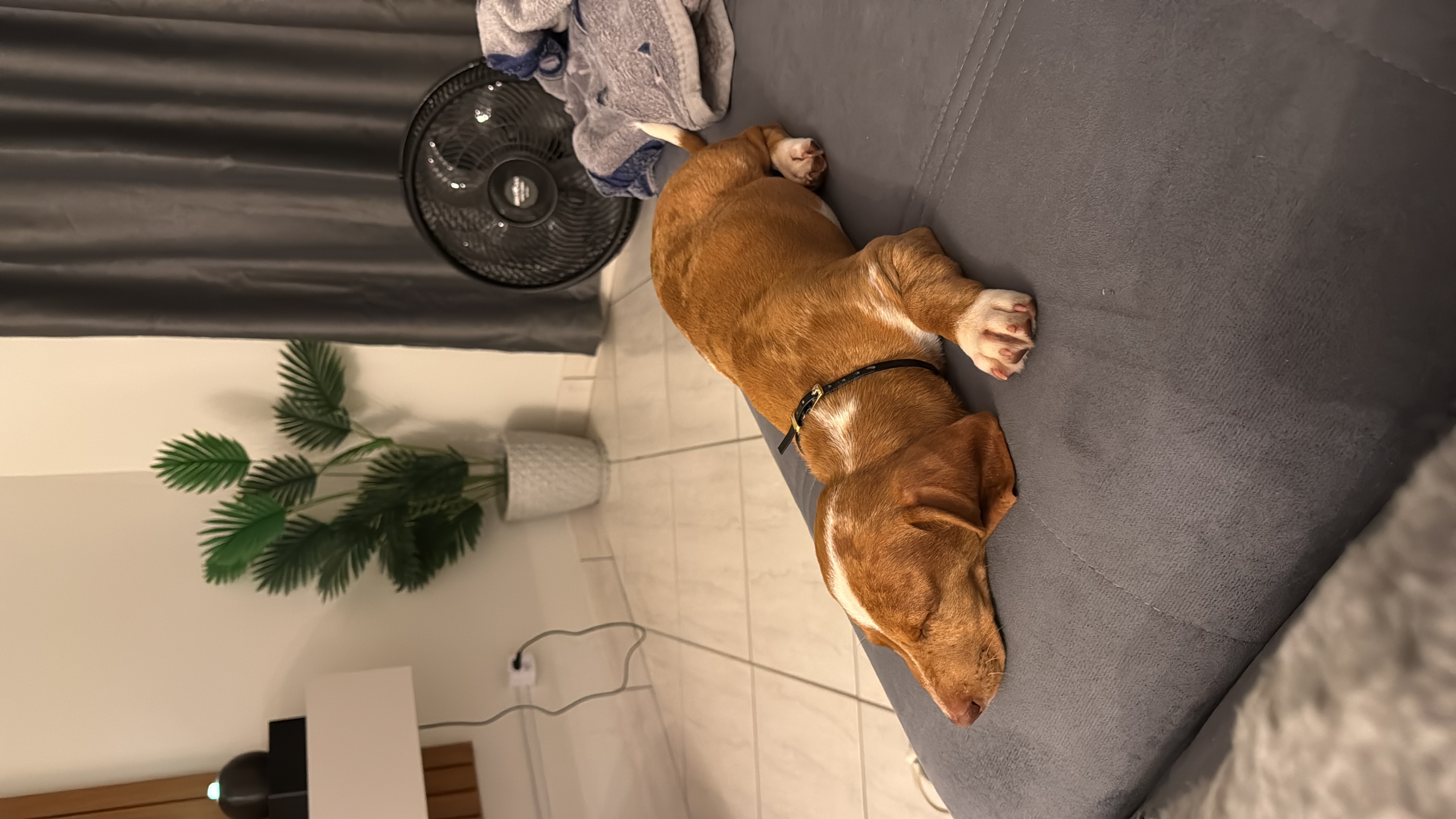 Portal Vendocão Cachorro salsicha macho- Dachsrund Presidente Prudente- SP