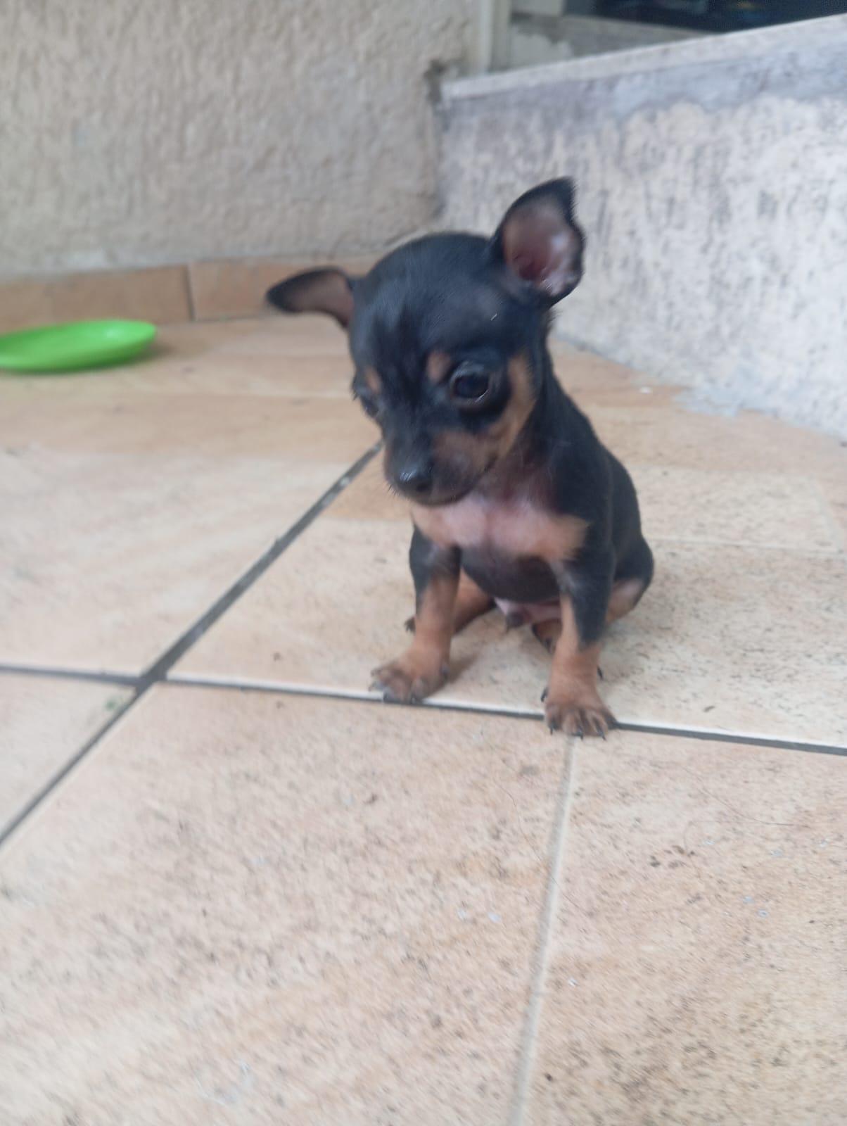 Pinscher 0 Macho e fêmea 