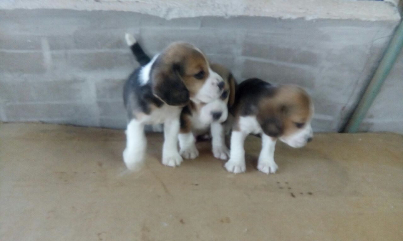 Portal Vendocão Lindos Filhotes Beagle Campinas