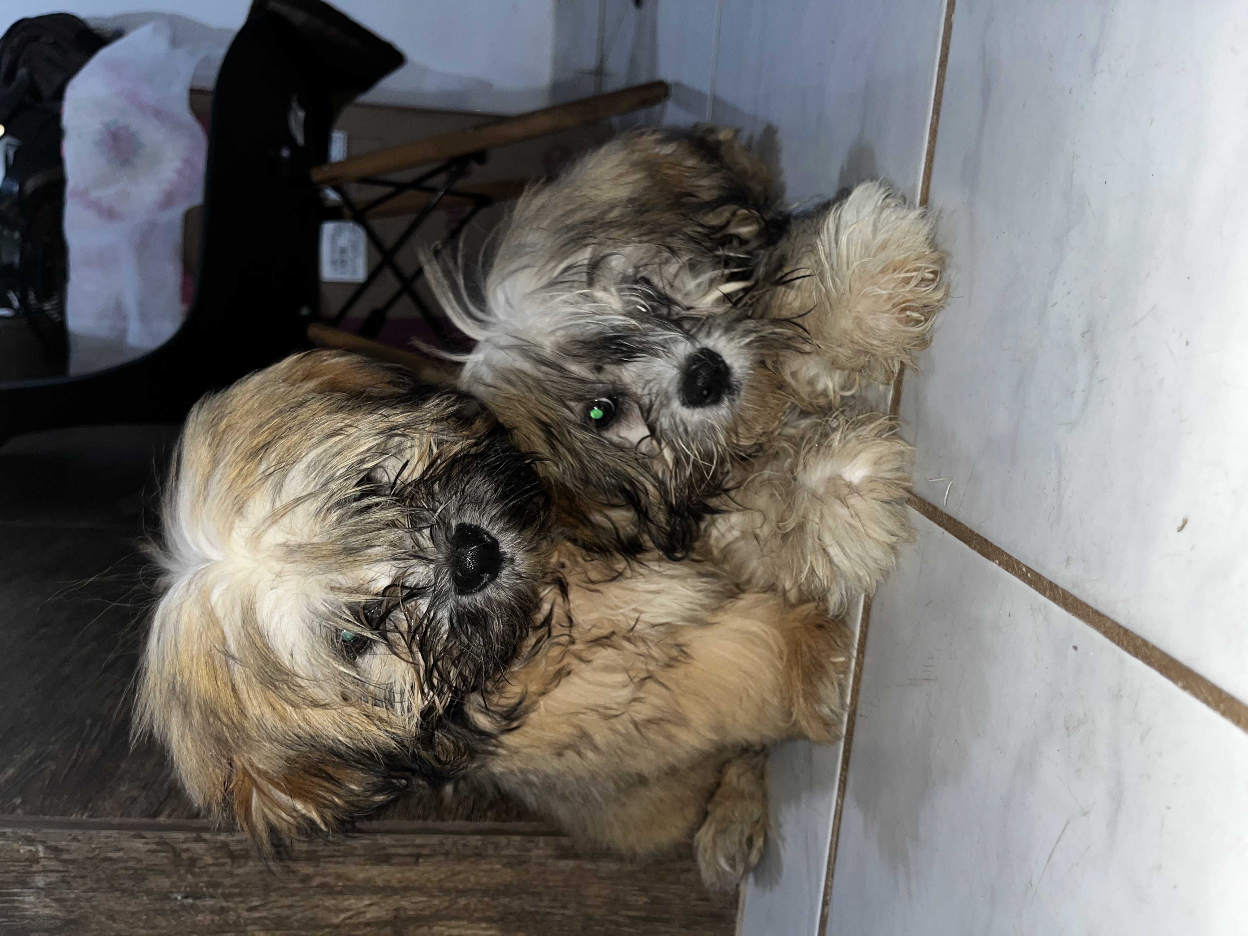 Portal Vendocão Vendo 2 cachorros Shih Tzu Várzea Grande