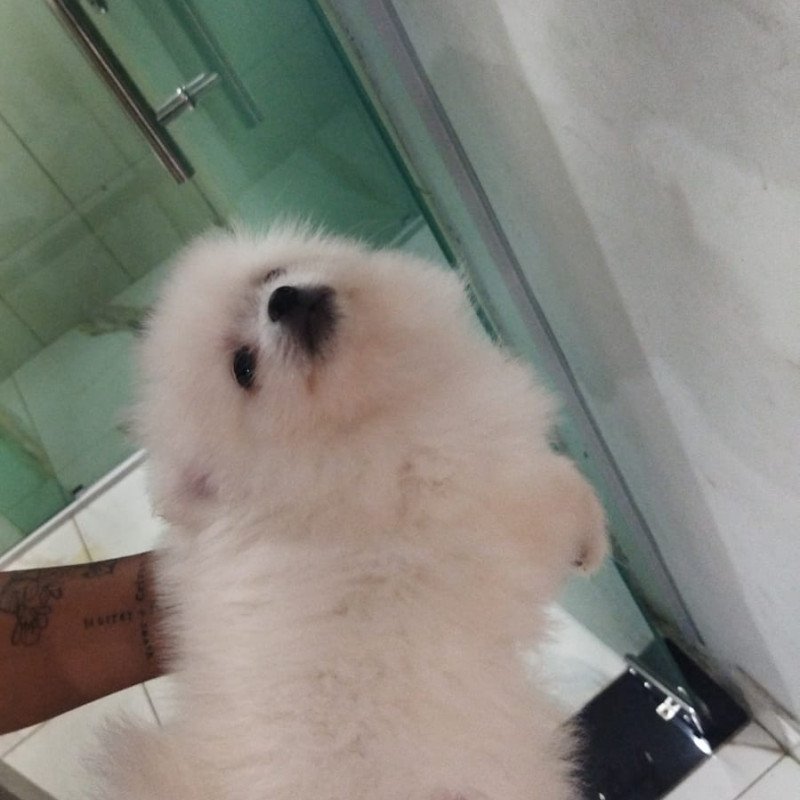 Lindos filhotes de lulu da Pomerânia - Foto 3
