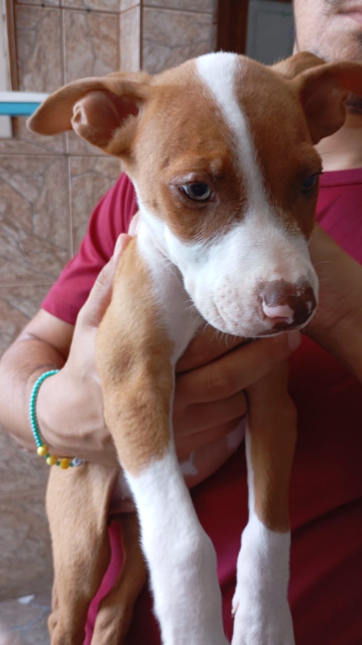 Portal Vendocão Vendo filhotes de Pitbull  São Paulo