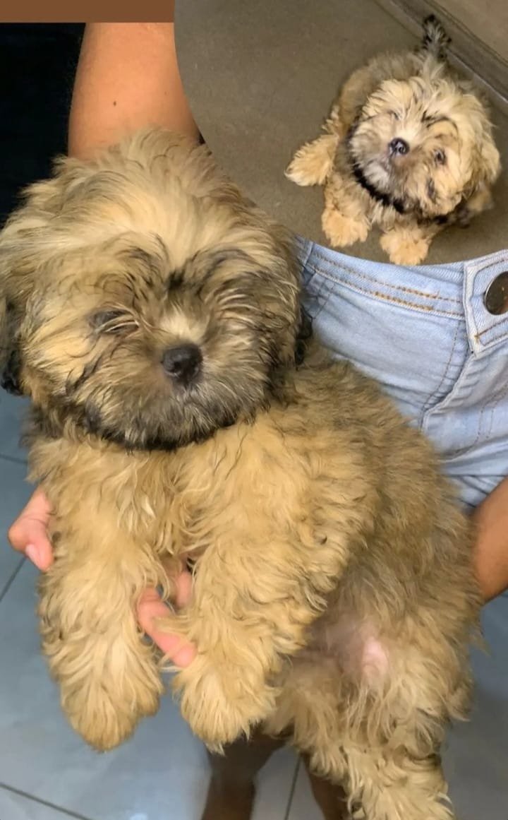 Shit tzu - Foto 1