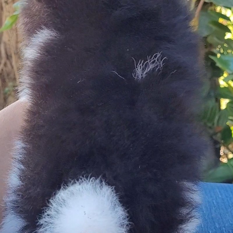 Spitz alemão - Foto 3