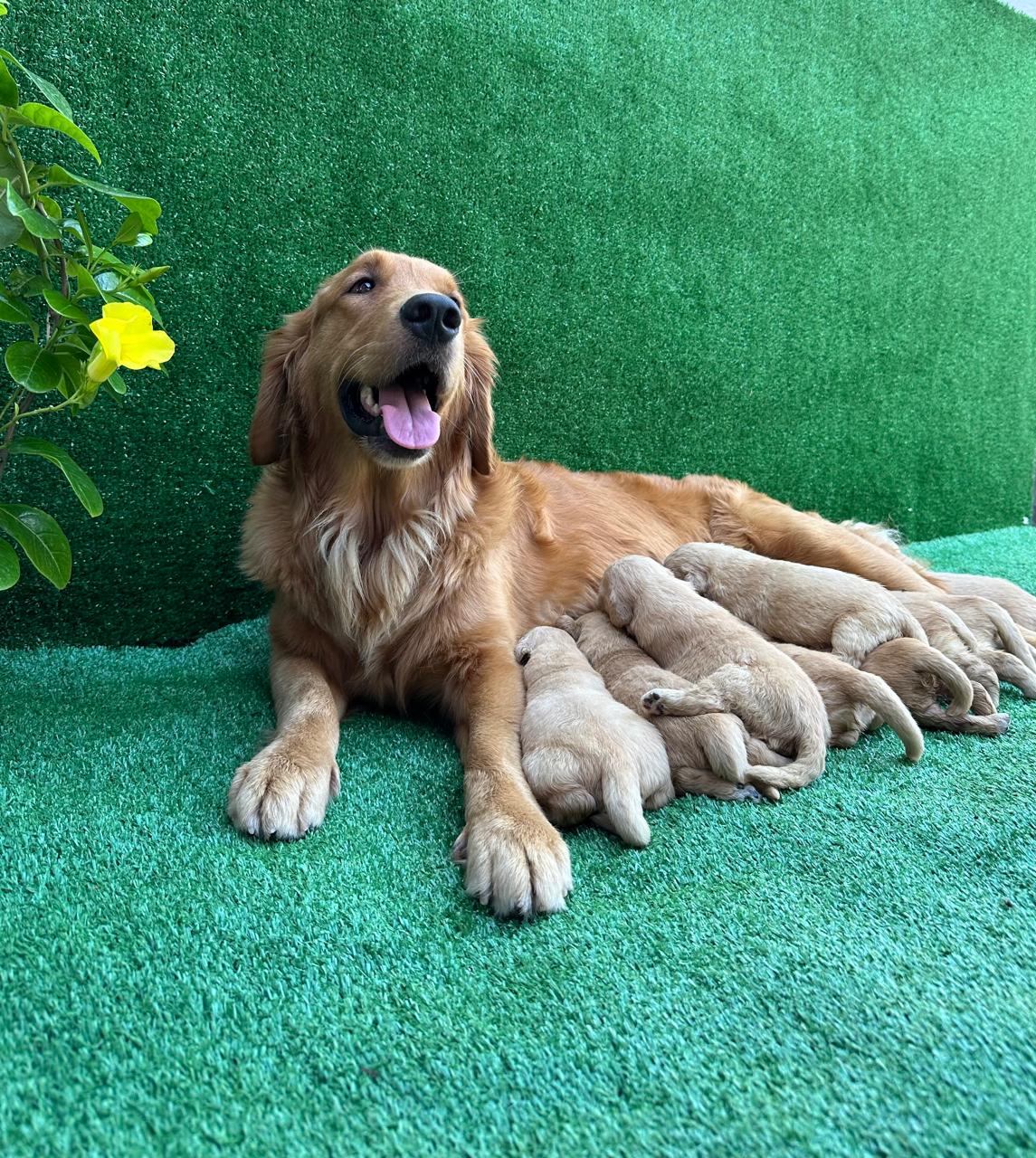 filhotes de Golden Retriever Fortaleza