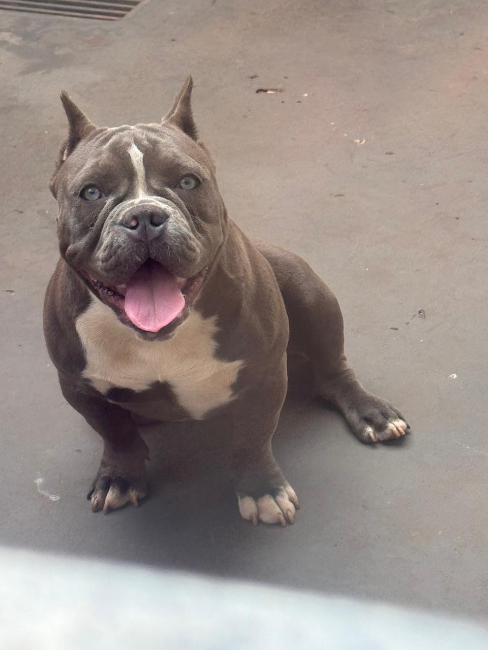 Portal Vendocão American Bully Campo Grande 