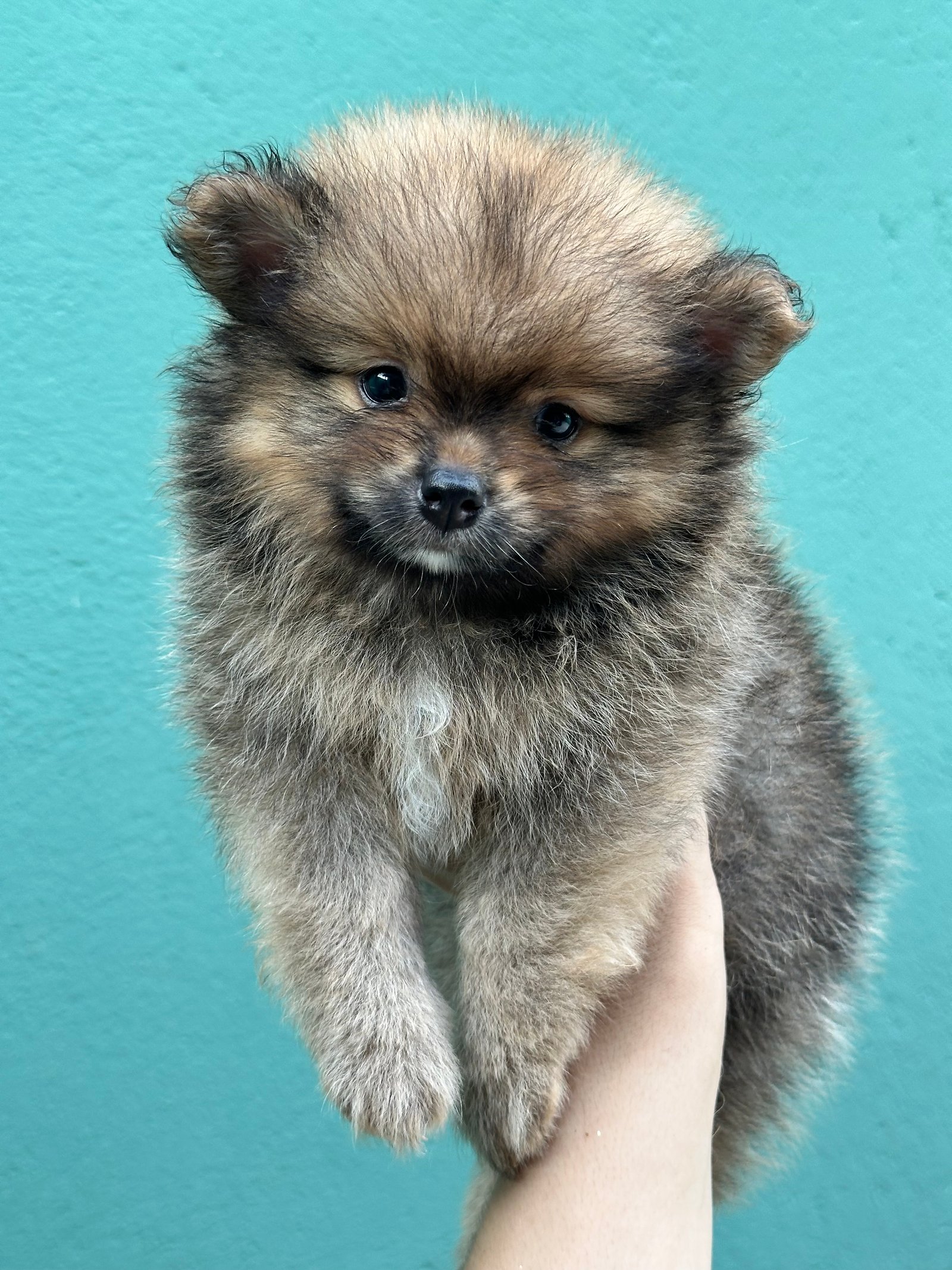 Spitz alemão  - Foto 2