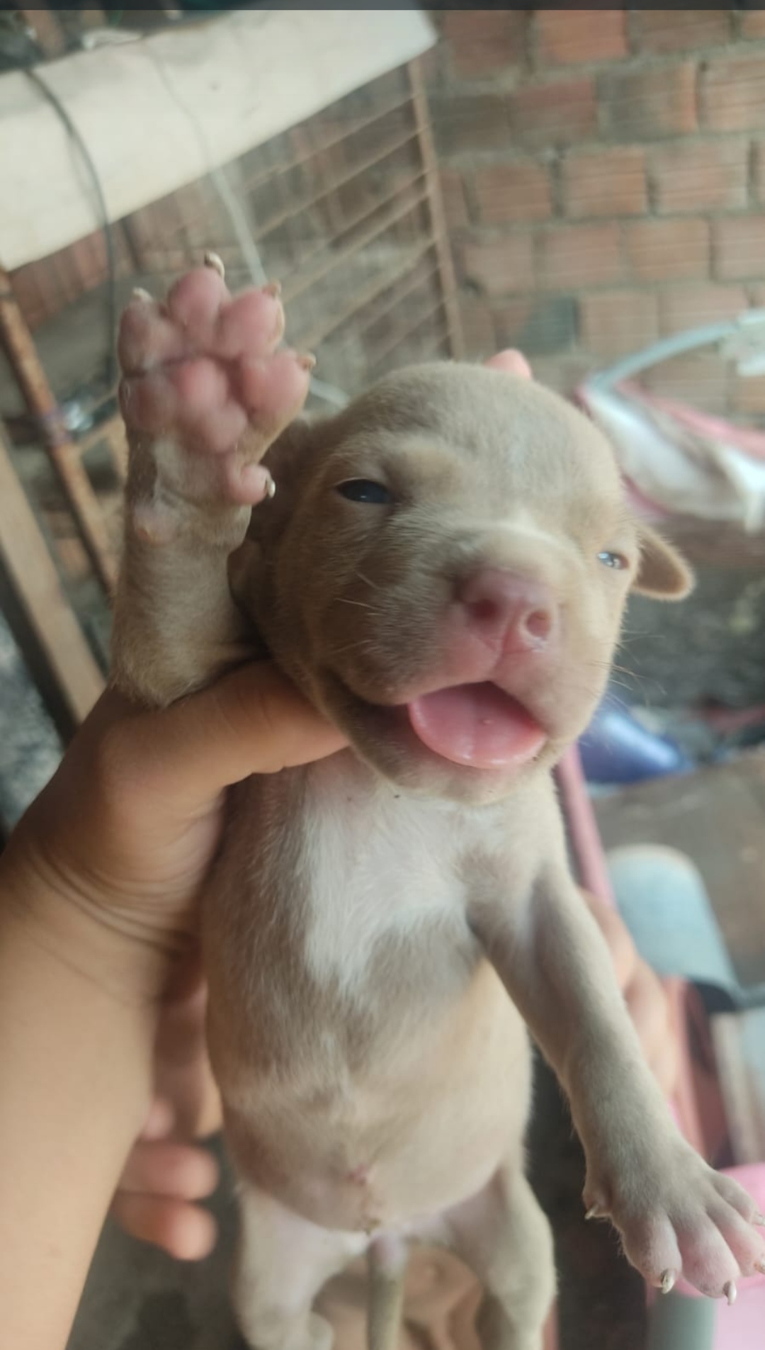 Portal Vendocão Filhote Pitbull moster  São Luís 