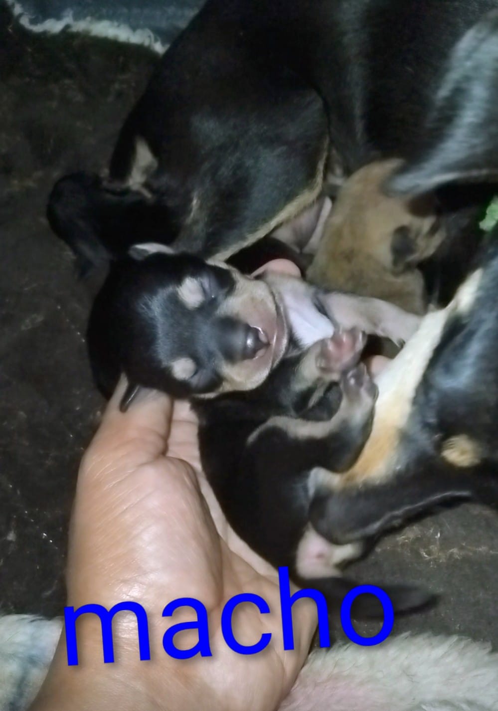 Portal Vendocão Filhote de pincher  Seropédica 