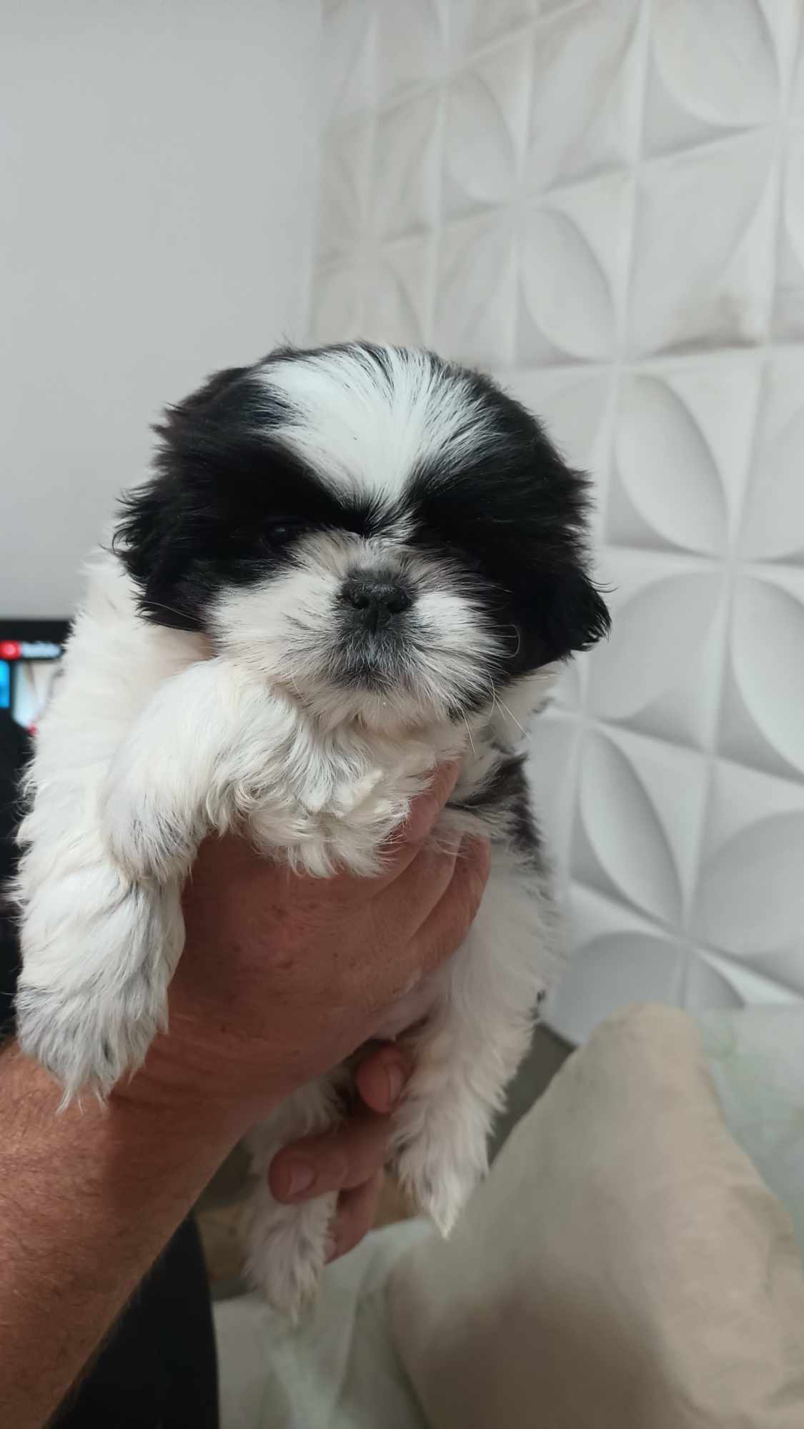 filhotes de Shih Tzu  franco da rocha 