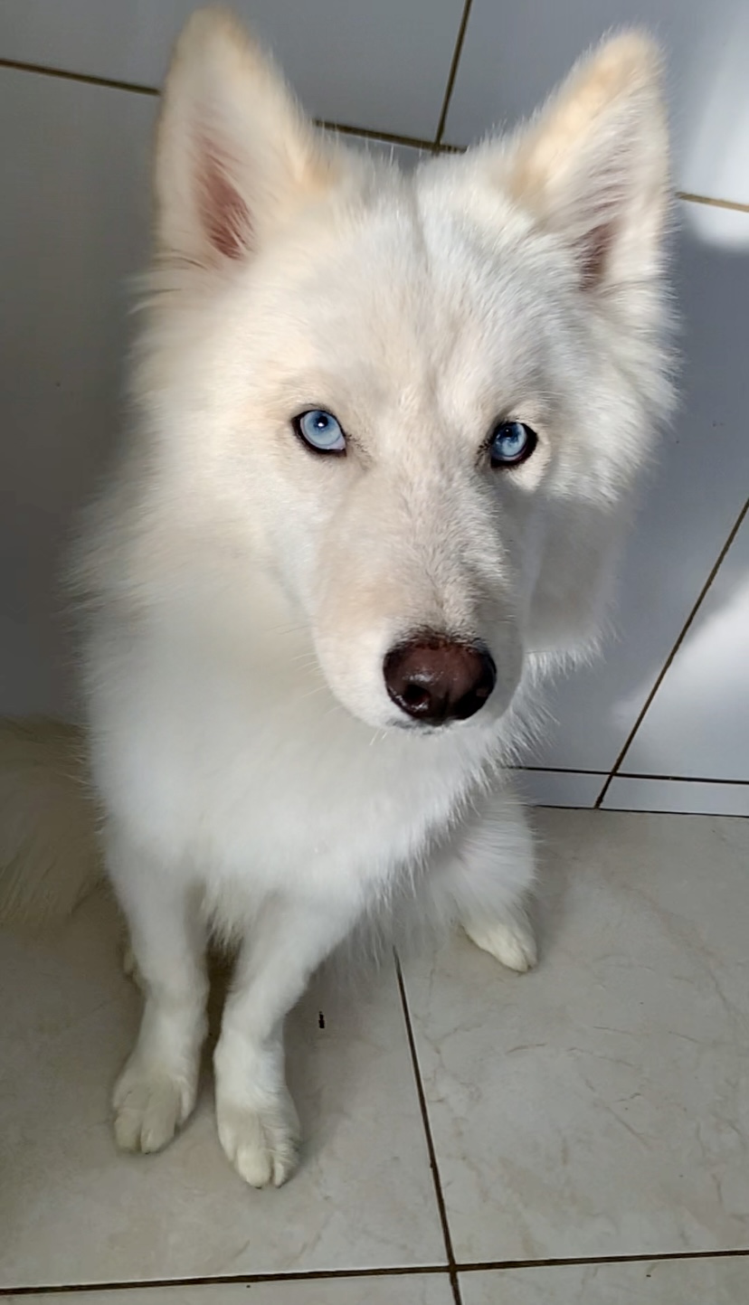 Portal Vendocão Husky siberiano  Belo Horizonte 