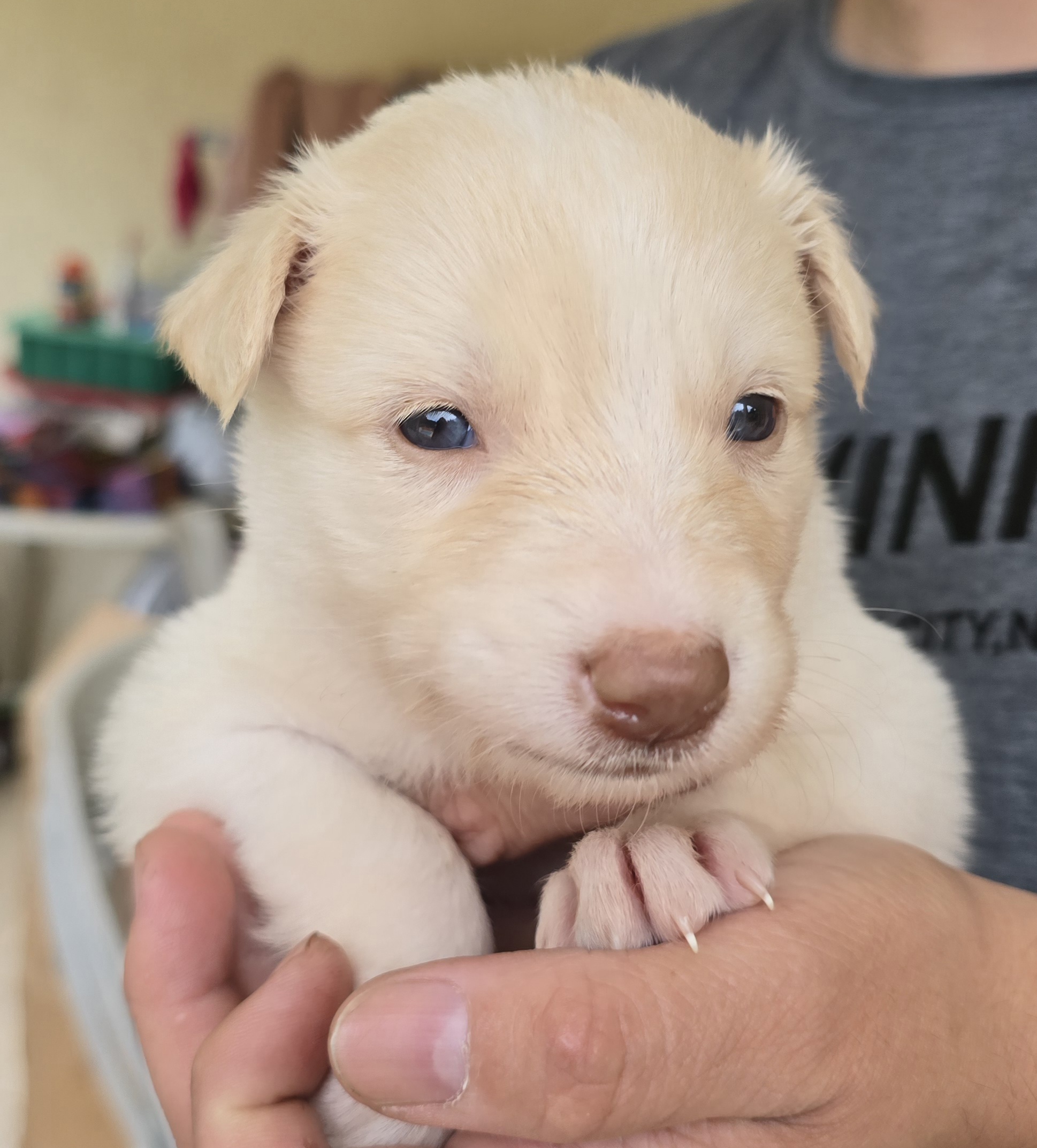Portal Vendocão Border Collie Red Merle  Nova Friburgo