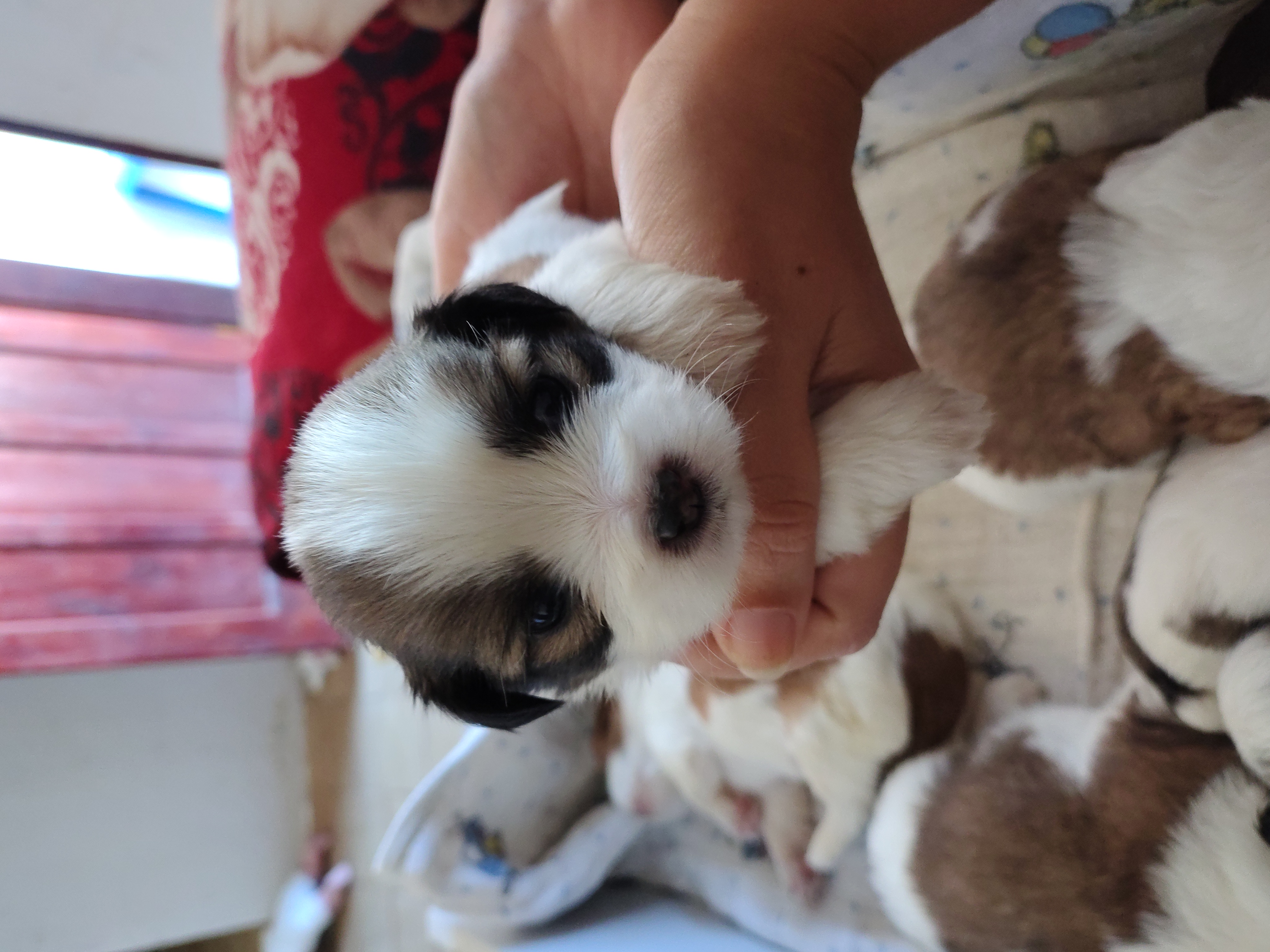 Portal Vendocão Lindos Filhotes de Shih Tzu Angra dos Reis