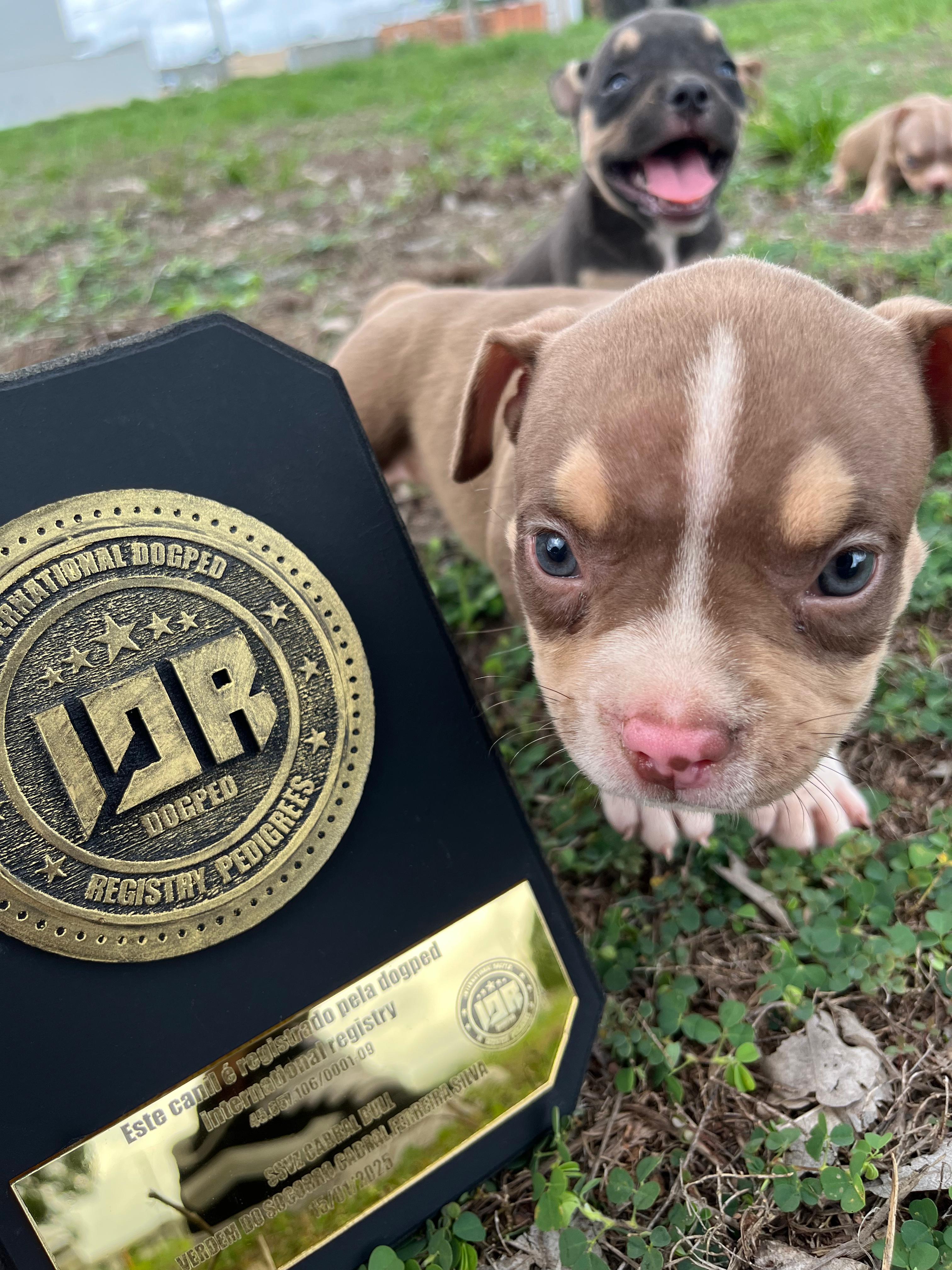 Portal Vendocão Filhotes AMERICAN BULLY Pocket Bragança