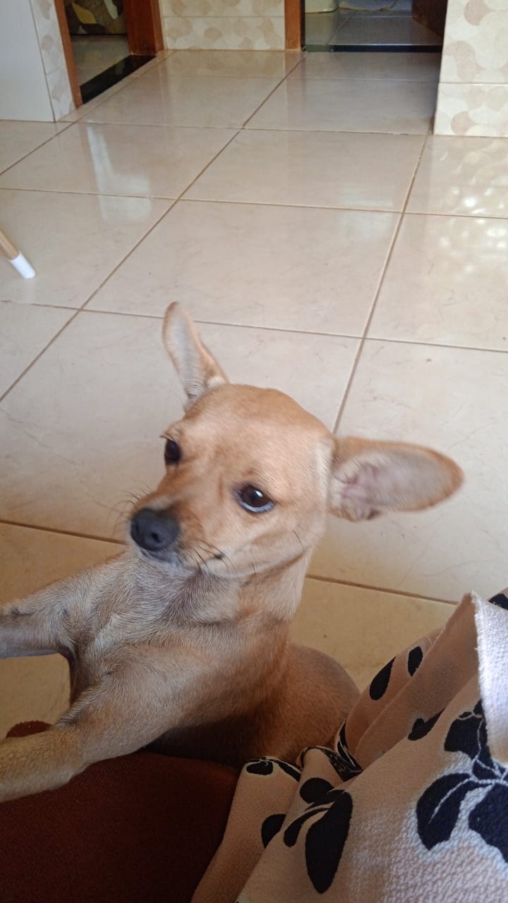 Portal Vendocão Vende-se Cadela da Raça Pinscher Hidrolândia
