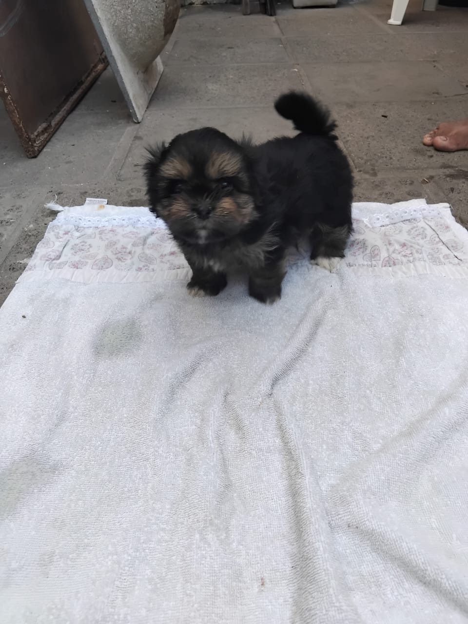 Portal Vendocão filhote de lhasa apso 50 dias Paulista